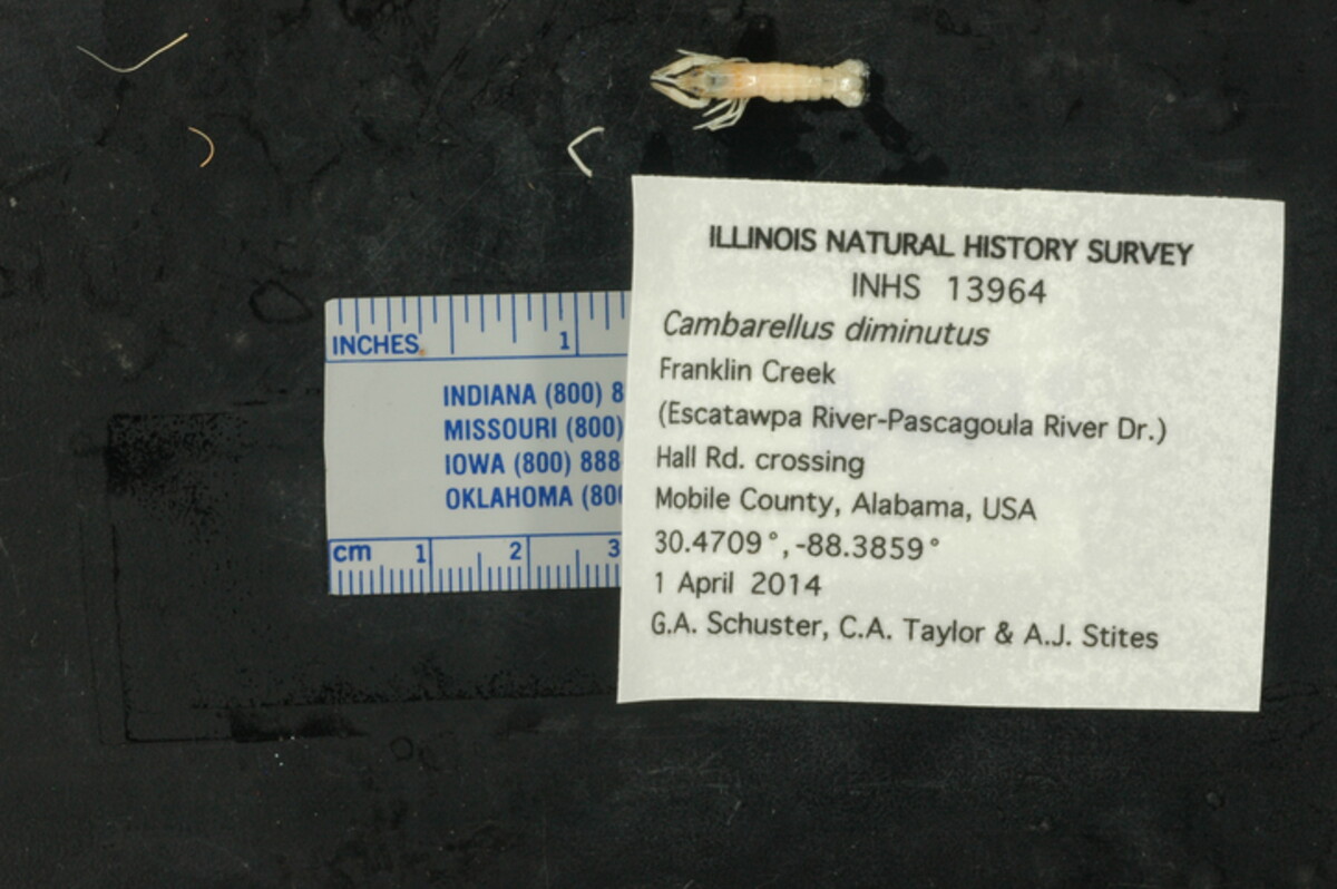 Cambarellus diminutus image